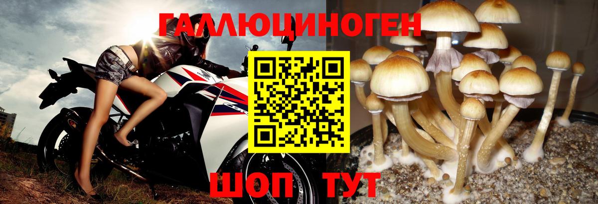 Псилоцибиновые грибы Psilocybine cubensis Феодосия